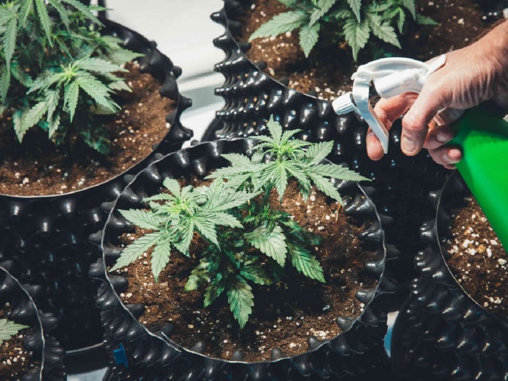 cannabis on pots